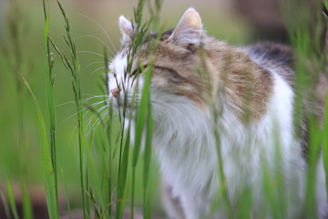 Naklejka na ściany i meble fluffy cat in green grass
