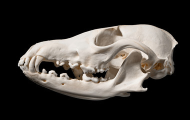 Naklejka premium Skull of a red fox (Vulpes vulpes)