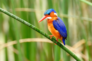 Kingfisher in the Amora Gedel national park in the vicinity of the Awasa town in Kenya