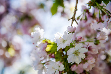 close up view of flowers on branches of cherry blossom tree