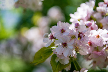 Obraz na płótnie Canvas Selective focus of cherry blossom flowers on blurred background