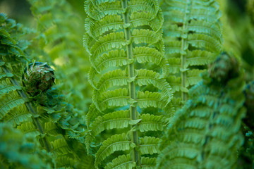 close up view of beautiful green fern on blurred background