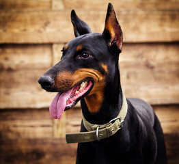 doberman pincher dog looking at a wooden background