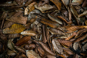 full frame image of autumn leaves background