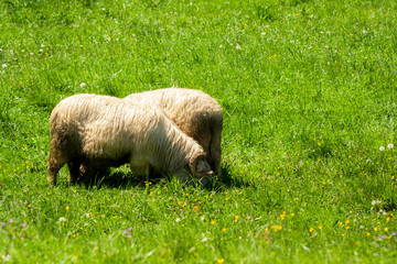 Rams with horns eating grass on a mountain glade