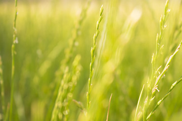 Close up of green wheat ears at large cultivation field in soft orange sunset light, clear sky, horizon, vintage filter, glare effect, wheat spica. Background, copy space, top view.