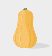 Butternut squash or butternut pumpkin isolated on background. Vector hand drawn illustration.
