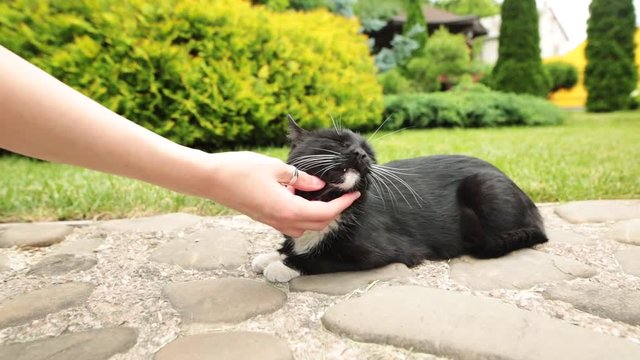 Female hand closeup petting homeless cat that resting on rocks.