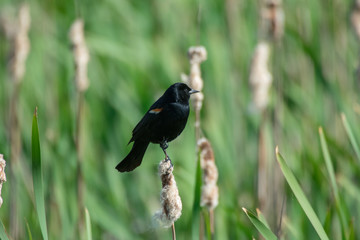 A Red-Winged Blackbird Perches In The Wetland