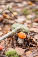 A small mushroom squeegee with a red hat among the autumn leaves in the forest.
