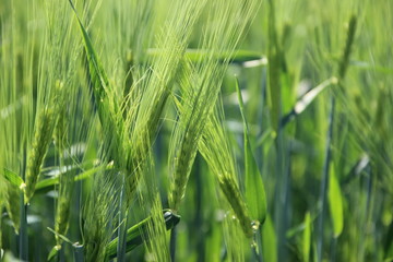 Gerstenfeld im Sommer