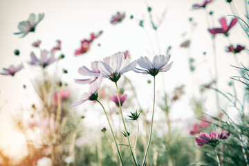 Fototapety  Piękny damatyczny kwiat kosmosu w ogrodzie