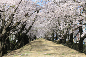 開成山公園の桜（郡山市）