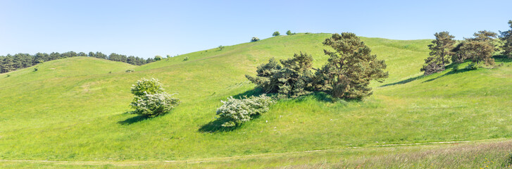 Hügelige Weidelandschaft