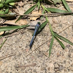 Blue Eastern Pondhawk dragonfly