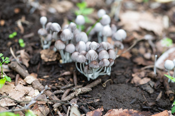 イヌセンボンタケのアップ