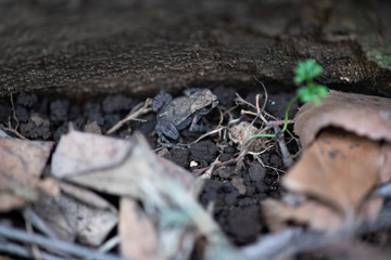 小さな茶色いヒキガエル