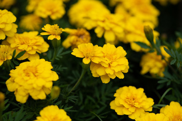 黄色いフレンチマリーゴールドの花のアップ
