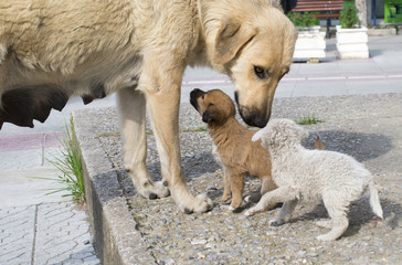 stray mother dog and puppies
