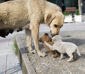 stray mother dog and puppies © bellakadife