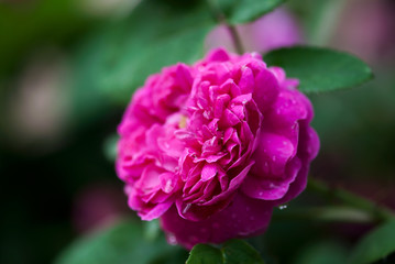 A dark pink rose blooms in a summer garden.