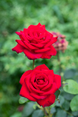 赤いばら「熱情」の花のアップ	