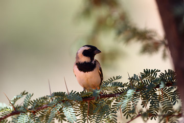 The Cape sparrow or mossie (Passer melanurus) sitting on the twig with thorns. Sparrow with green background.