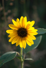 A bright, yellow sunflower glows in the sunlight of a warm summer afternoon.