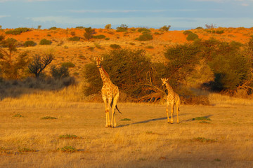 The south african girrafe (Giraffa camelopardalis giraffa) in the midlle of the dried river.