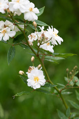  白いばら「スノー グース」の花のアップ
