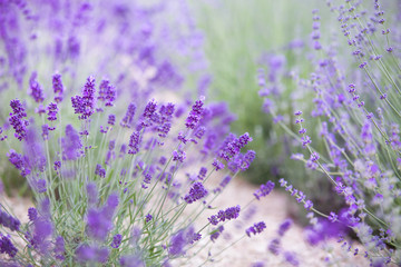 Sunset gleam over purple flowers of lavender. Provence region of france.