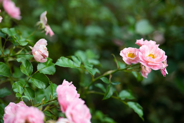 Obraz premium ピンク色のばら「サマーウィンド」の花