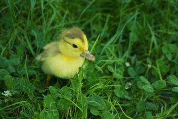 two small ducklings outdoor in on green grass