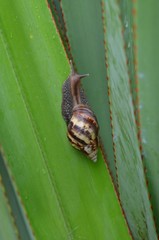 Escargot cannibale dit Courpa