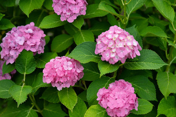 ピンク色のあじさいの花のアップ