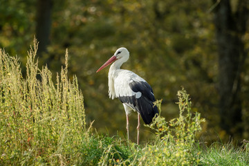 Majestic stork with soft bokeh