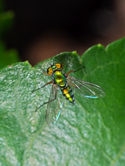 Macro Photo of Beautiful Fly on Green Leaf Isolated on Background