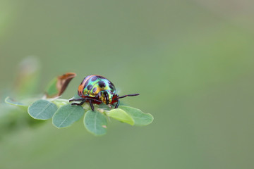 The beetle on green leave and blurred nature background, Green beetle, Ladybug
