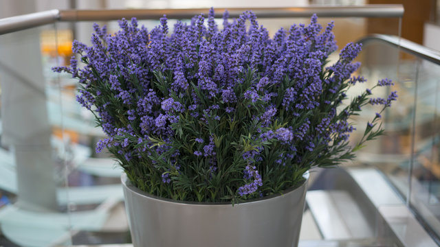 Lavander