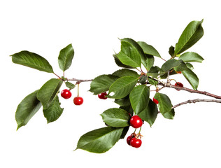 Cherry tree branch with red cherry berries and green foliage on a white isolated background.