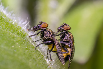small gas mask fly in mating on green leaf in fresh season nature