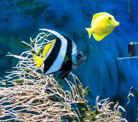 Fototapeta na wymiar tropical blue fish and clownfish in aquarium