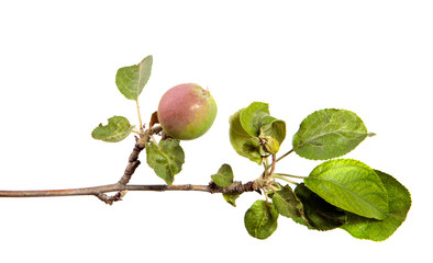 branch of an apple tree with fruits and green foliage
