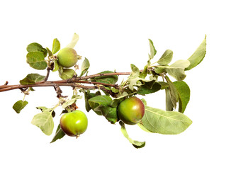 branch of an apple tree with fruits and green foliage