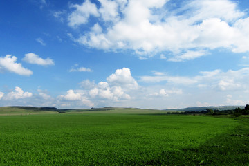 Fototapeta na wymiar Green field, blue sky and white clouds, landscape