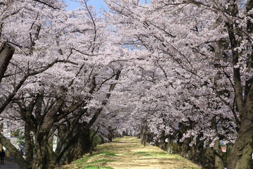 開成山公園の桜（福島県・郡山市）