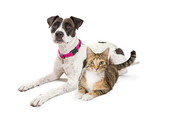 Crossbreed Dog and Tabby Cat Lying Down Together