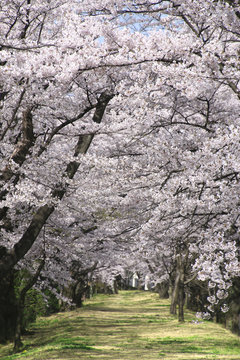 開成山公園の桜（福島県・郡山市）