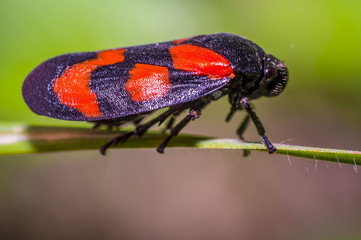 blood cicada on green grass in fresh season nature