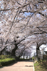開成山公園の桜（福島県・郡山市）
